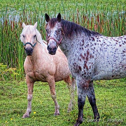 Equine Pals_DSCF05778.jpg - Photographed near Jasper, Ontario, Canada.